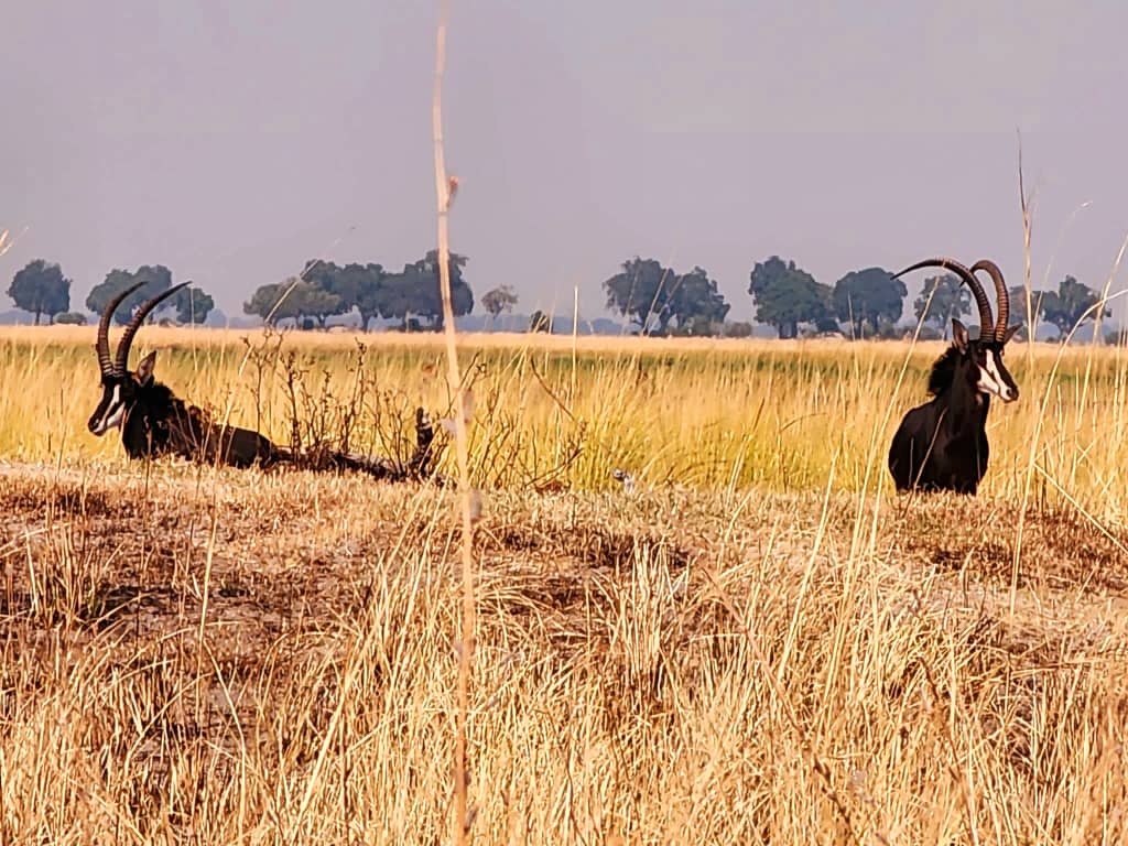 Two Sable antilopes