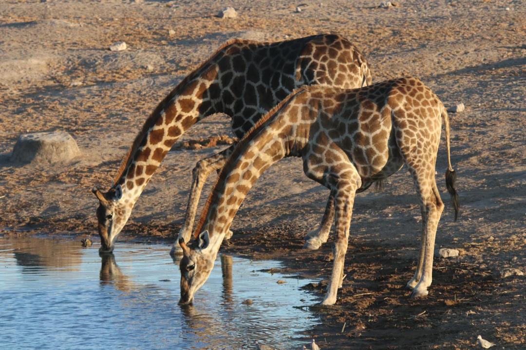 Giraffe Hunt