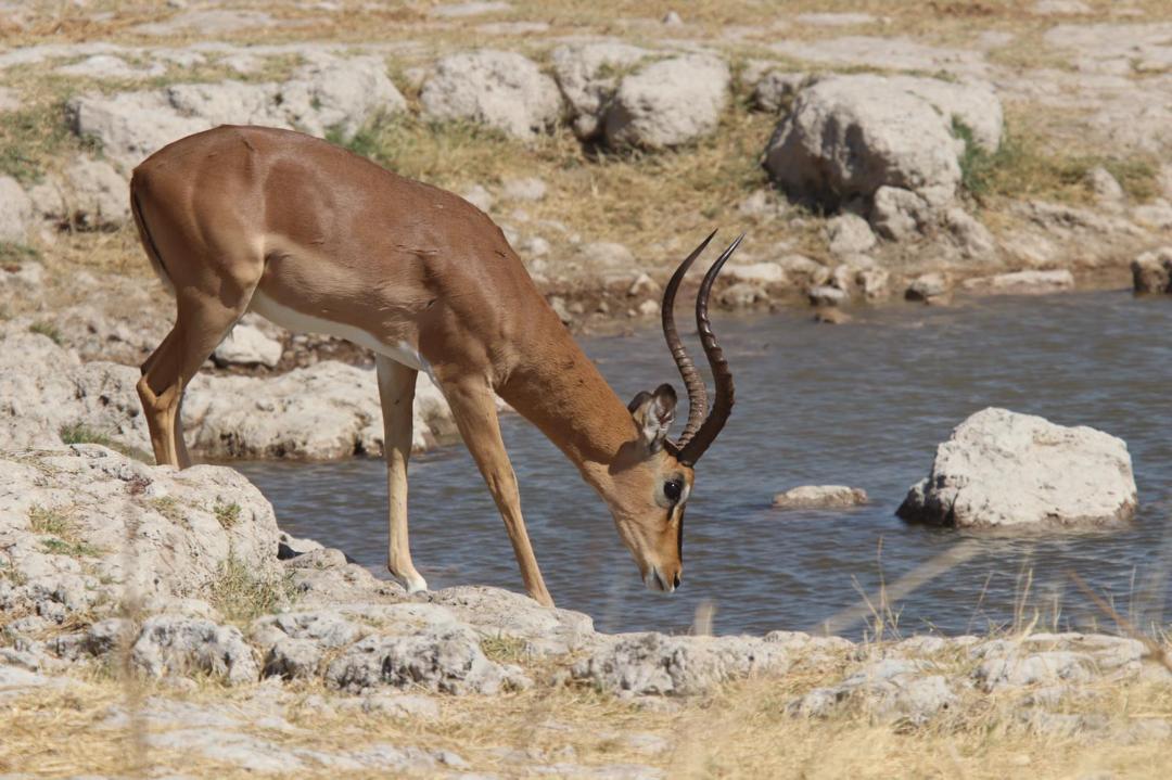 Impala Hunt