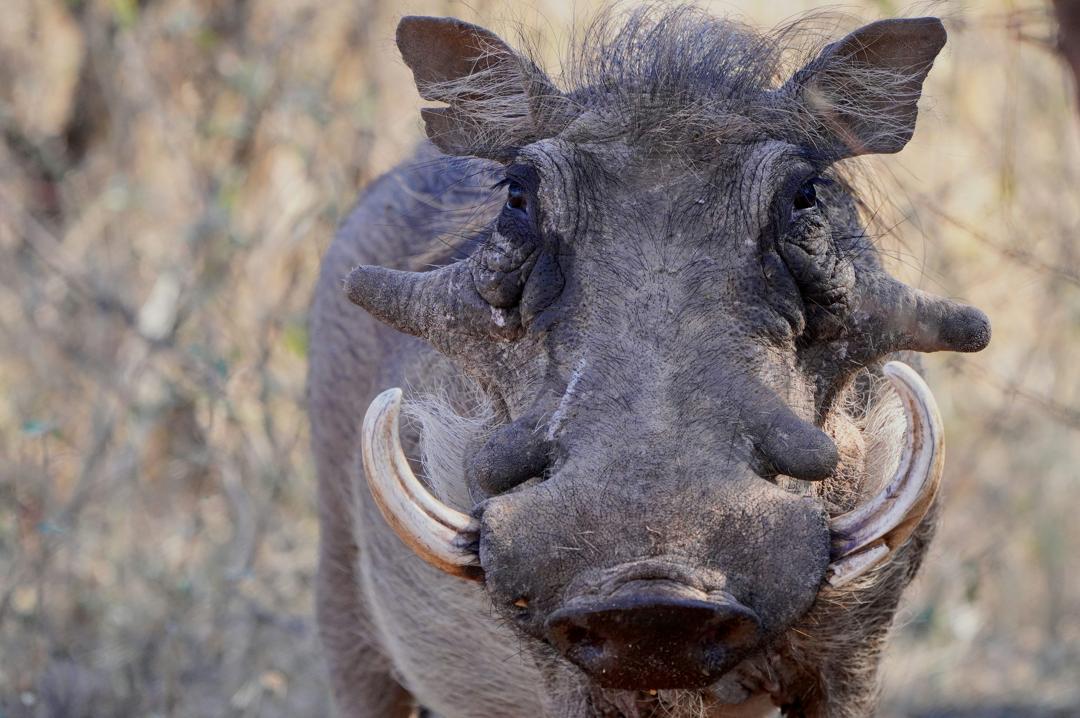 Warthog Hunt